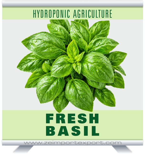 FRESH BASIL