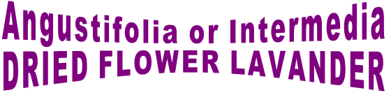 Angustifolia or Intermedia DRIED FLOWER LAVANDER