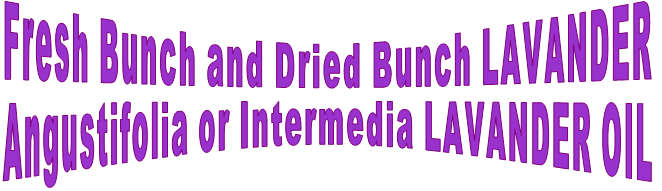 Fresh Bunch and Dried Bunch LAVANDER Angustifolia or Intermedia LAVANDER OIL